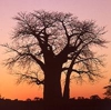 baobab