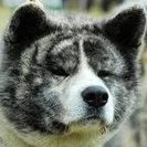 kaczorwiki